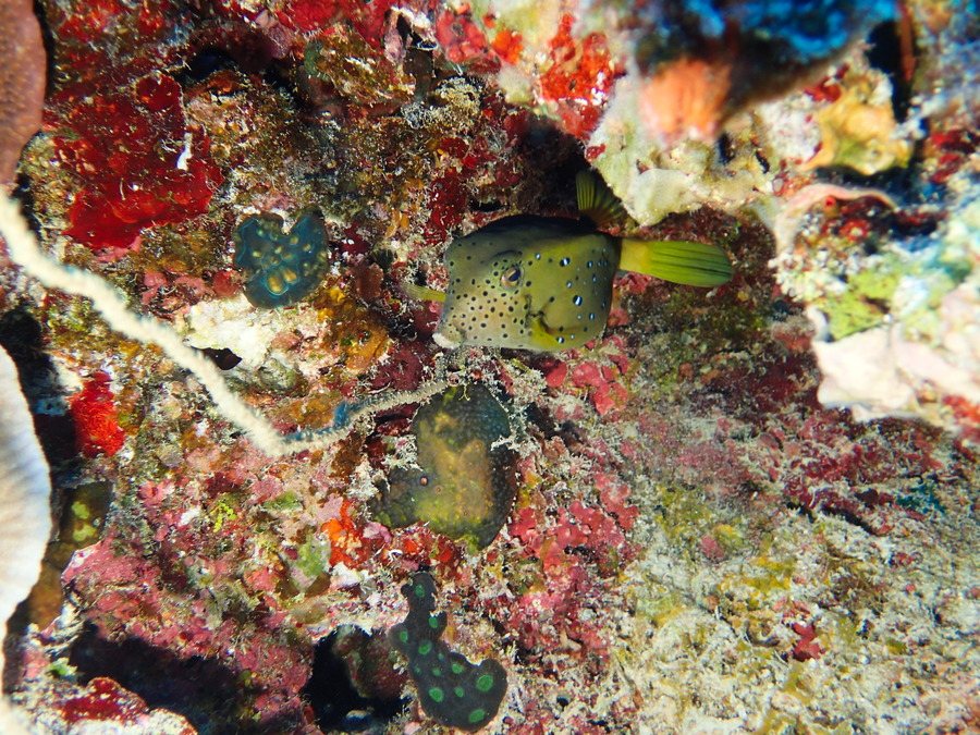 Ostracion cubicus