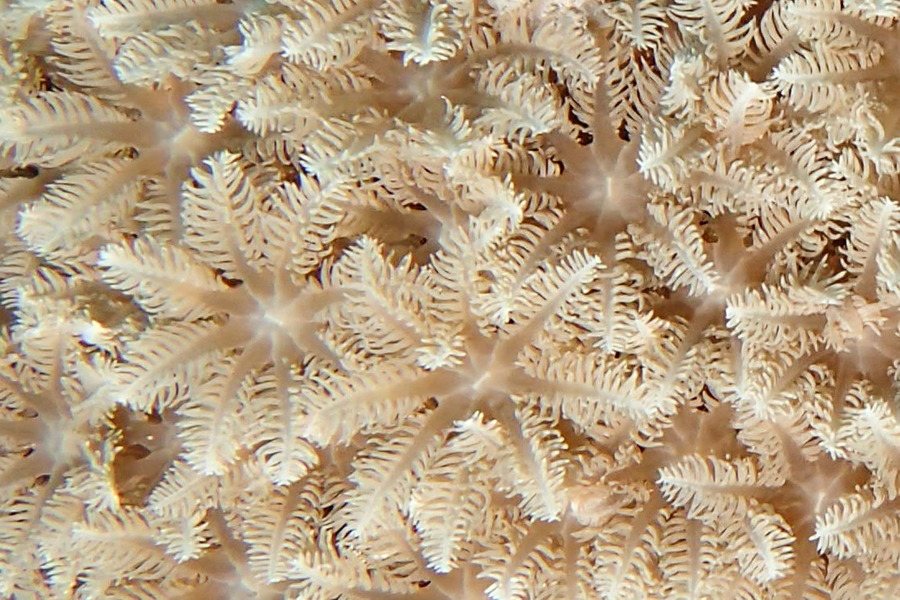 Clavularia sp.