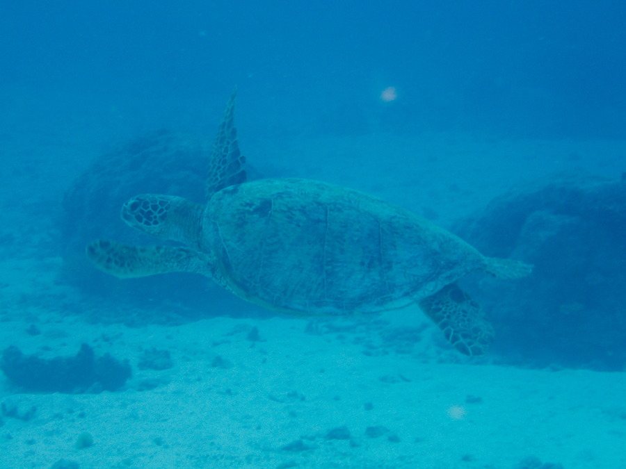 Chelonia mydas (tortue verte)