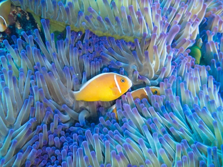 Amphiprion perideraion