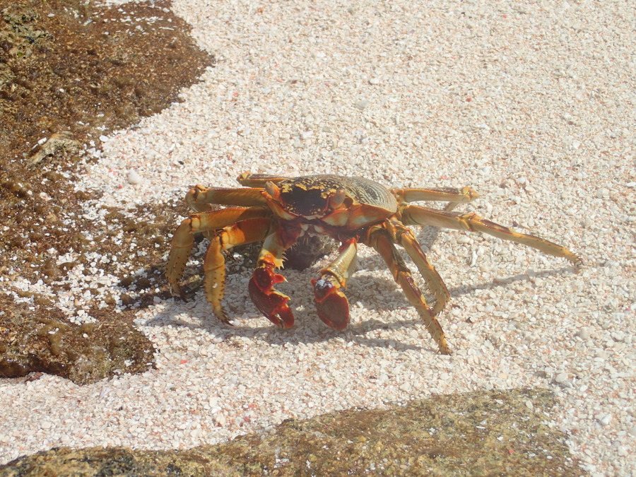 Crabe