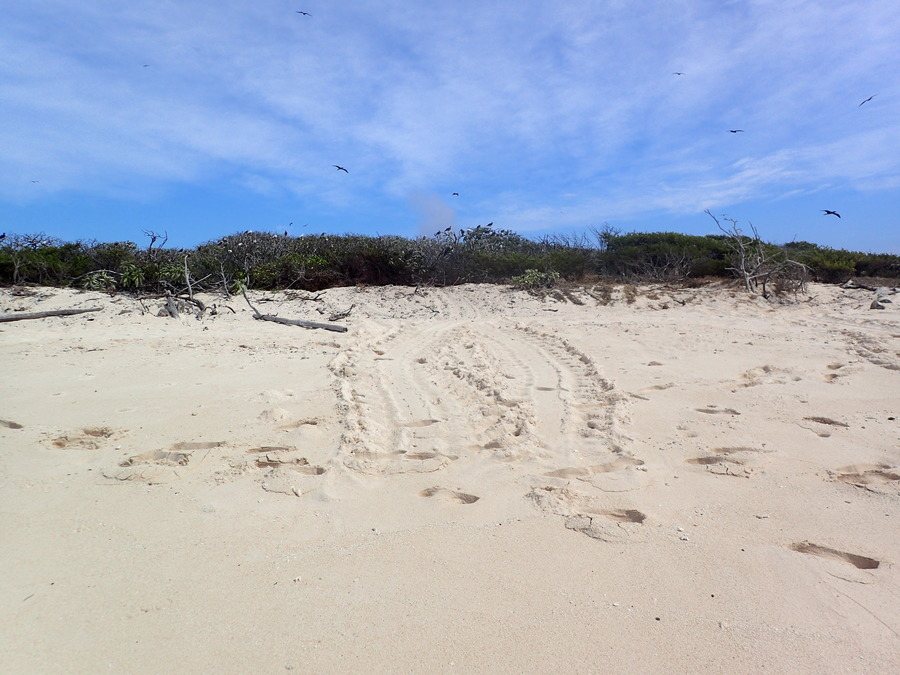Caretta caretta (tortue grosse tête)