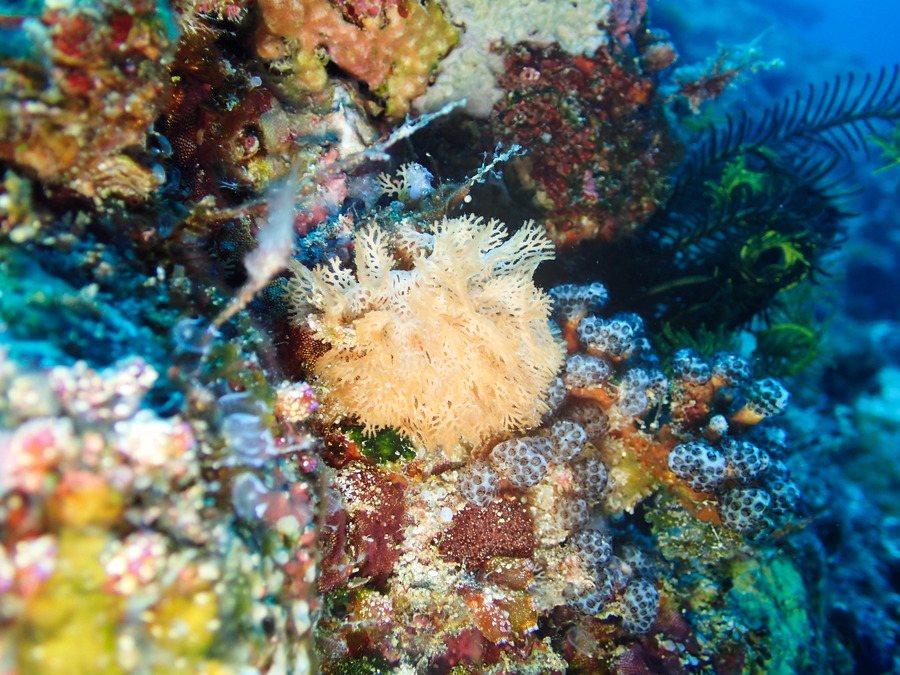 Reteporellina sp.