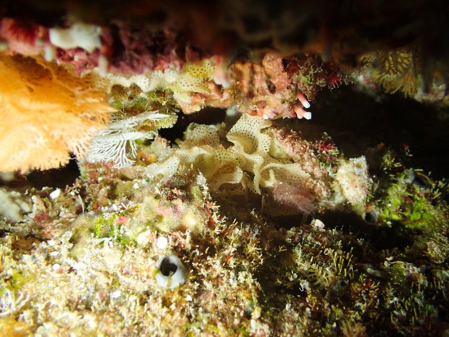 Iodictyum sp.