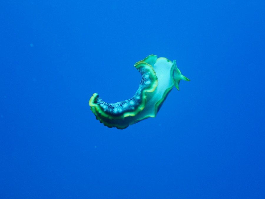 Organismes vermiformes