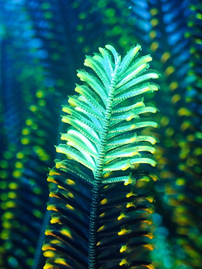 Anneissia (Oxycomanthus) bennetti