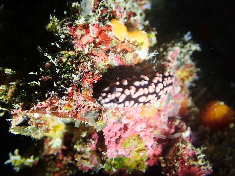 Mollusques