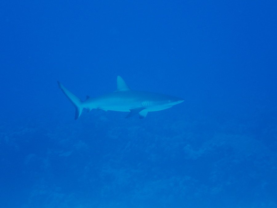 Requin gris de récif