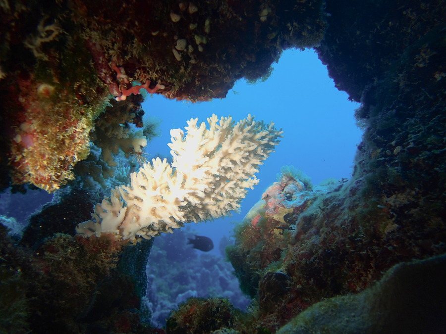 Corail dur