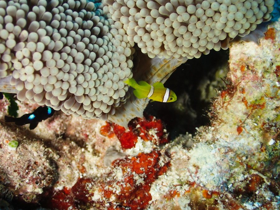 Amphiprion clarkii