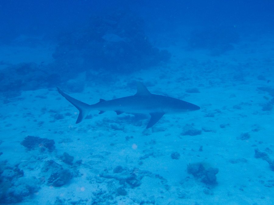 Requin gris de récif