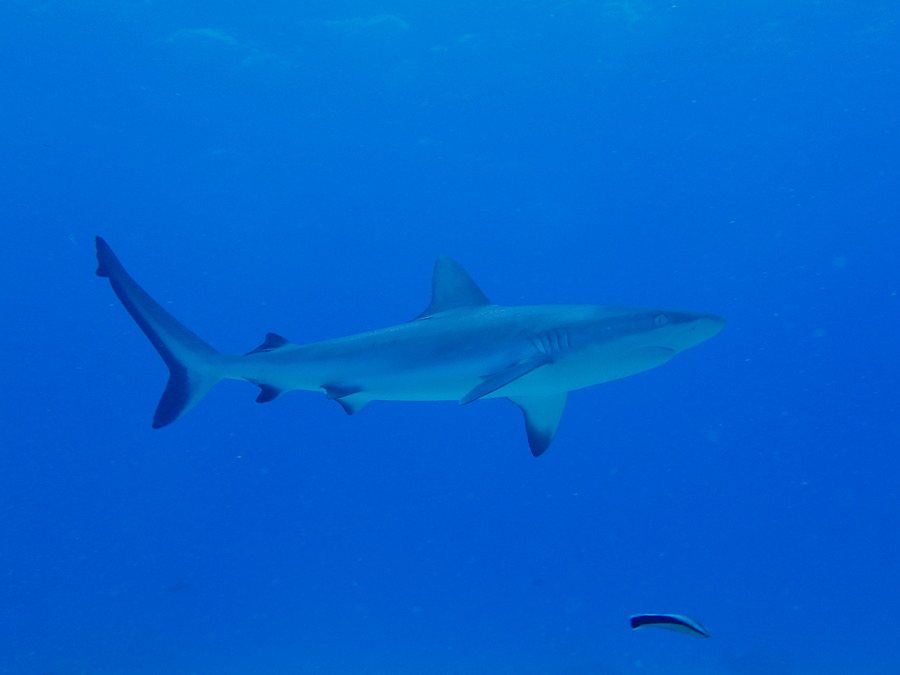Requin gris de récif