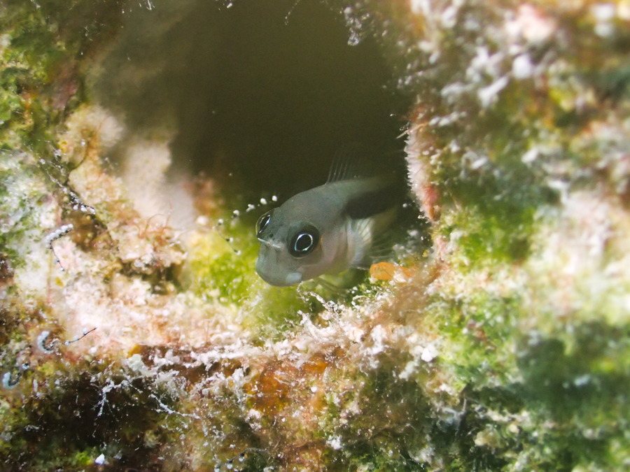 Poissons osseux