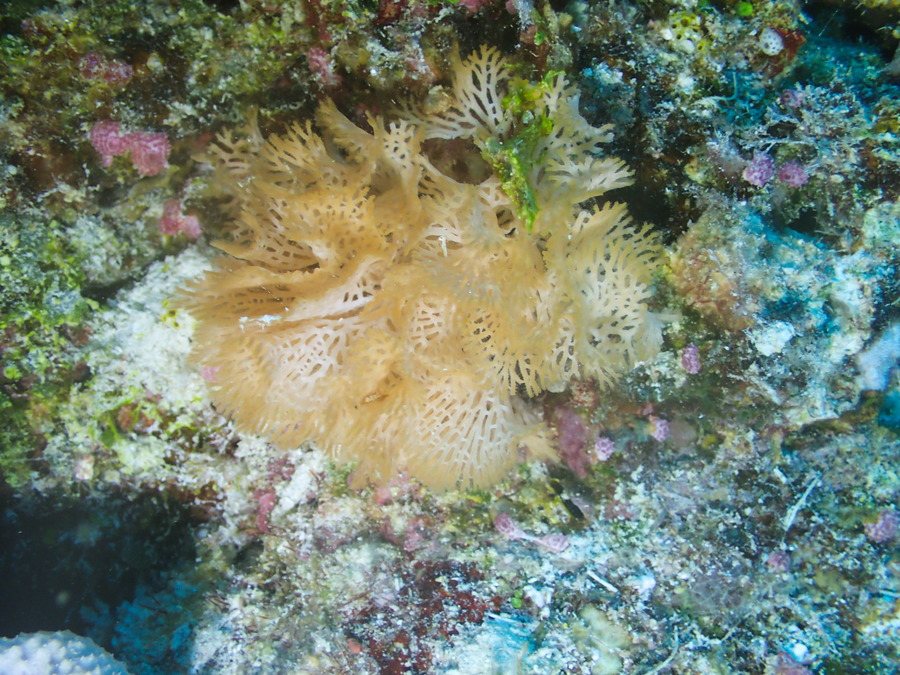 Reteporellina sp.