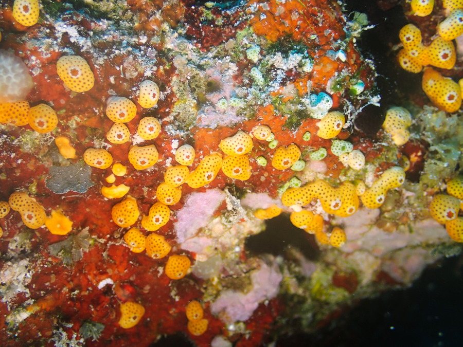 Didemnum sp.