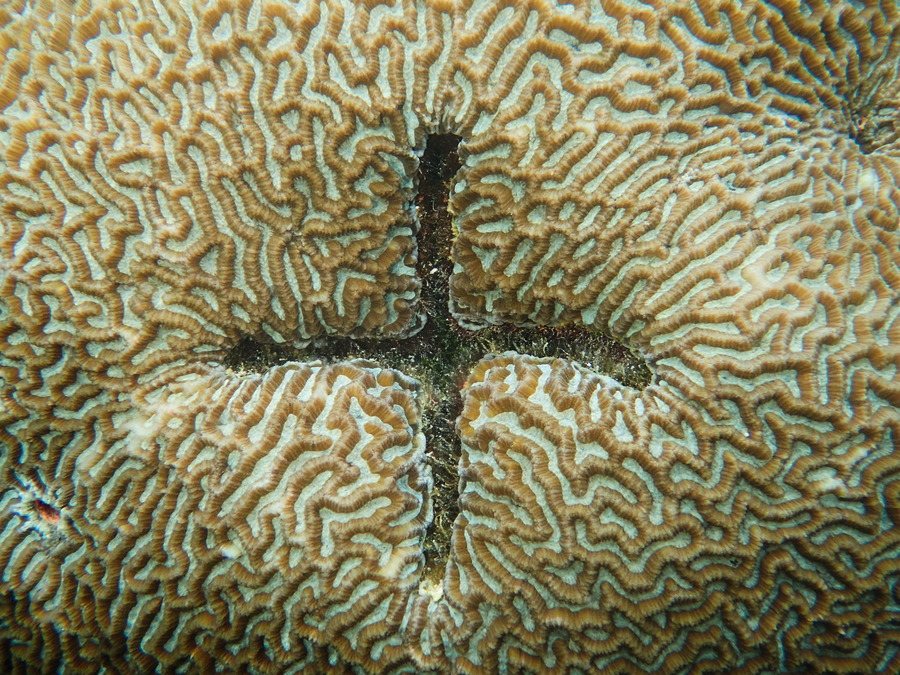 Corail dur