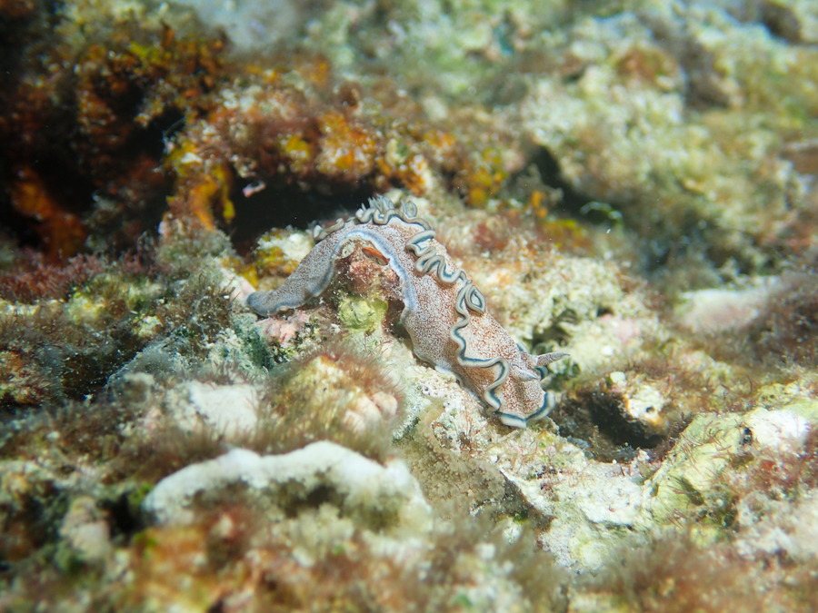 Glossodoris hikuerensis