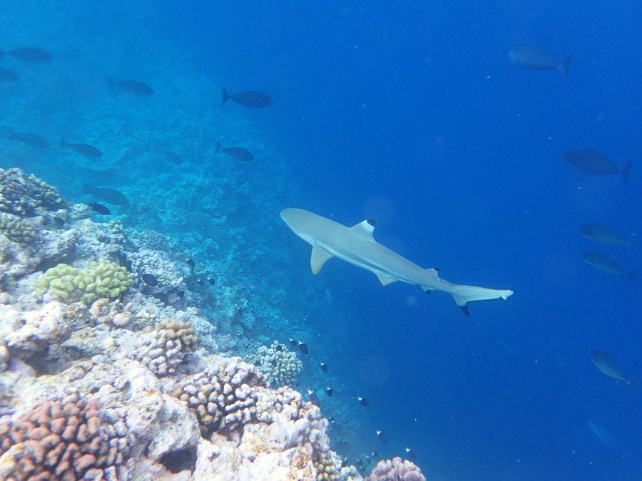 Carcharhinus melatopterus