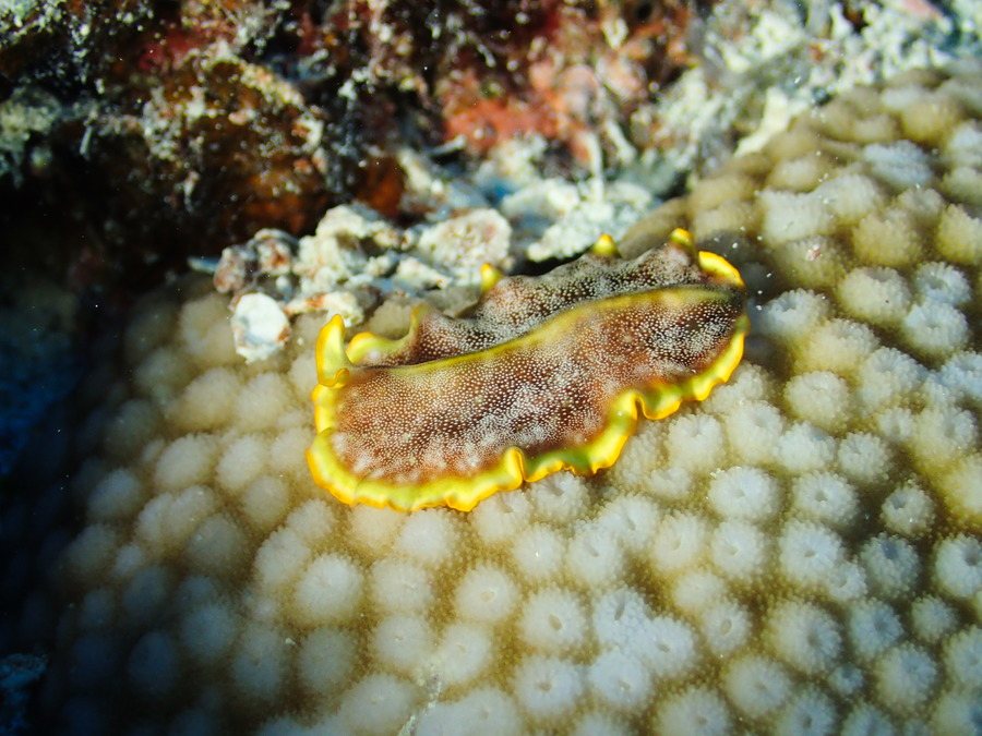 Organismes vermiformes
