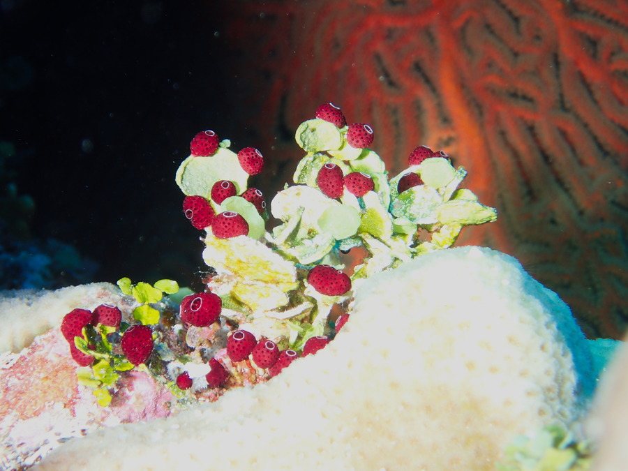 Didemnum sp.