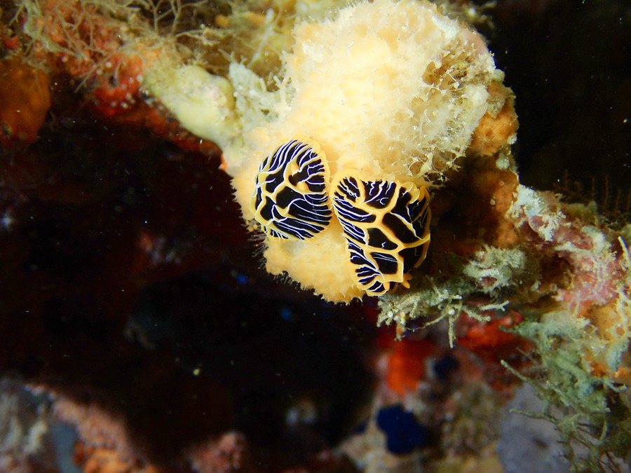 Mollusques