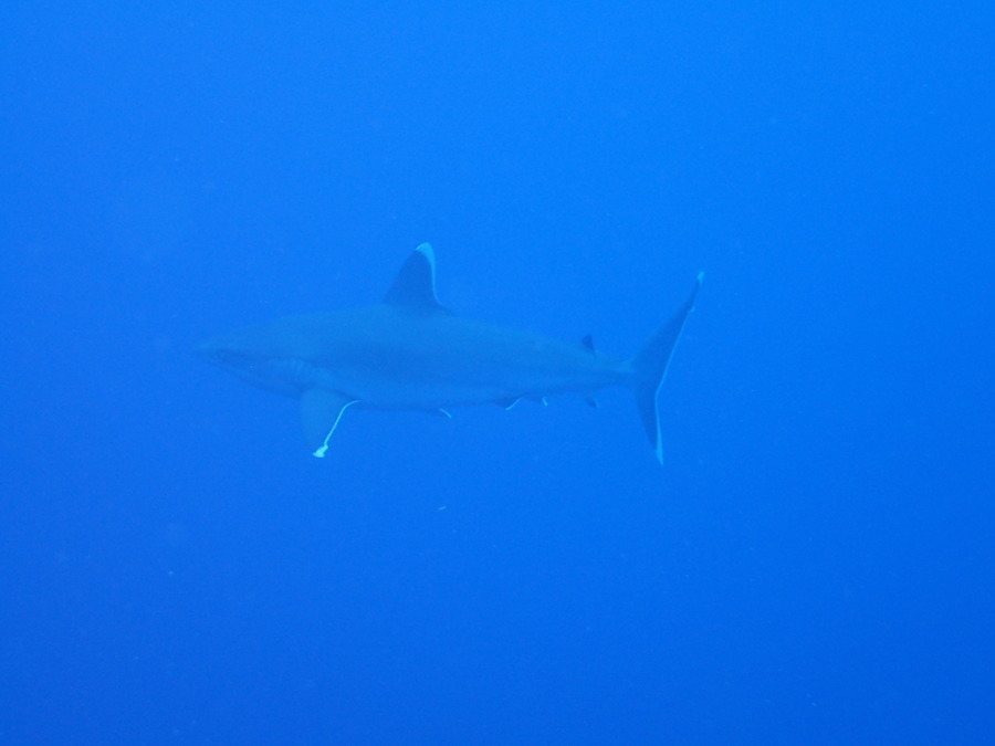 Carcharhinus albimarginatus