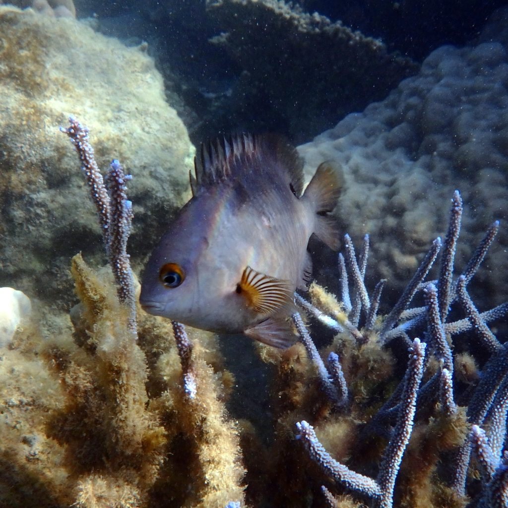 Stegastes nigricans