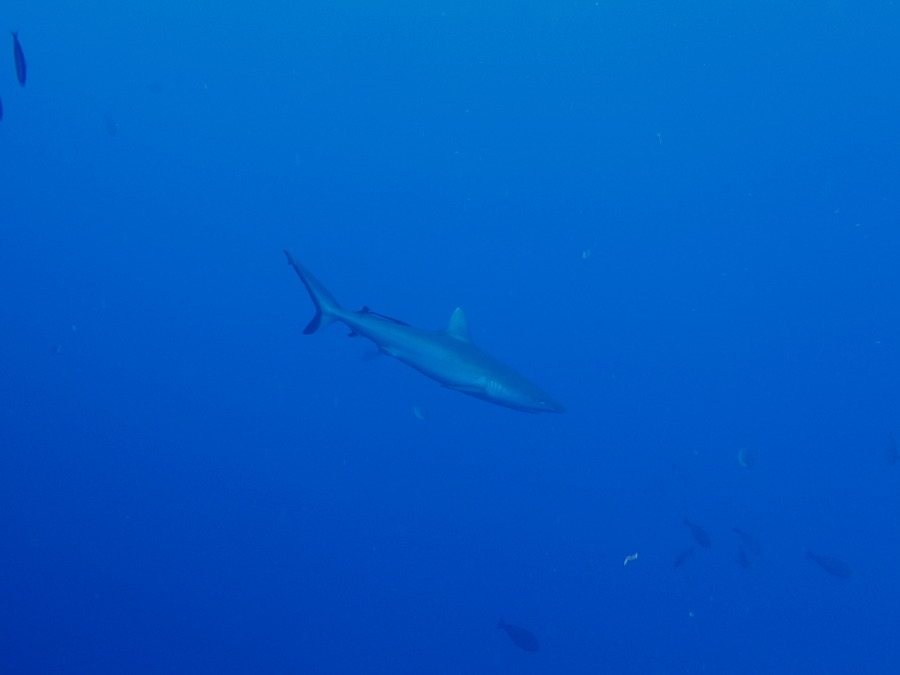 Carcharhinus amblyrhynchos