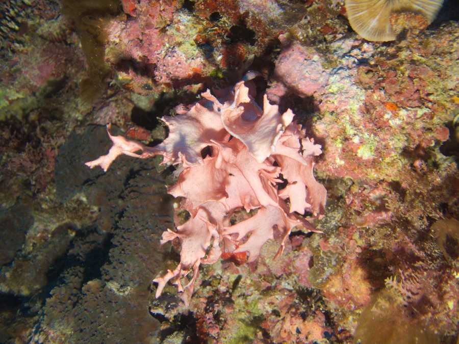 Algue rouge