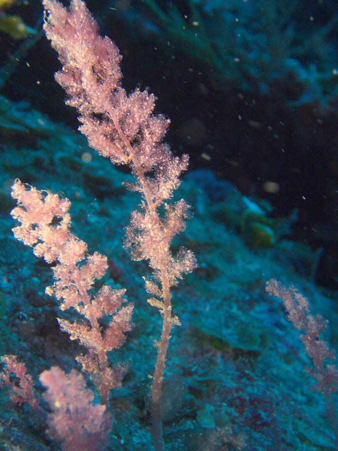 Asparagopsis armata