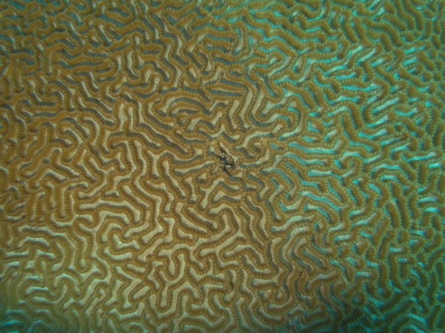 Corail dur