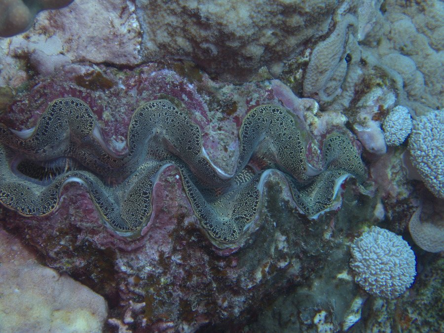 Mollusques