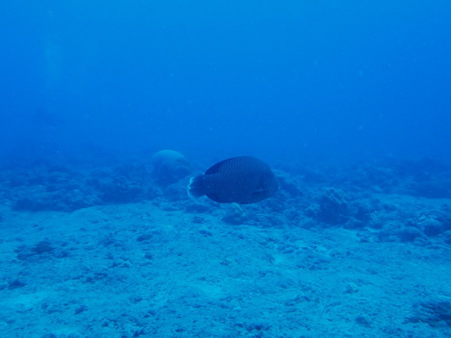 Cheilinus undulatus