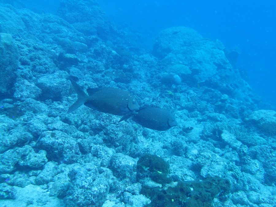 Siganus punctatus