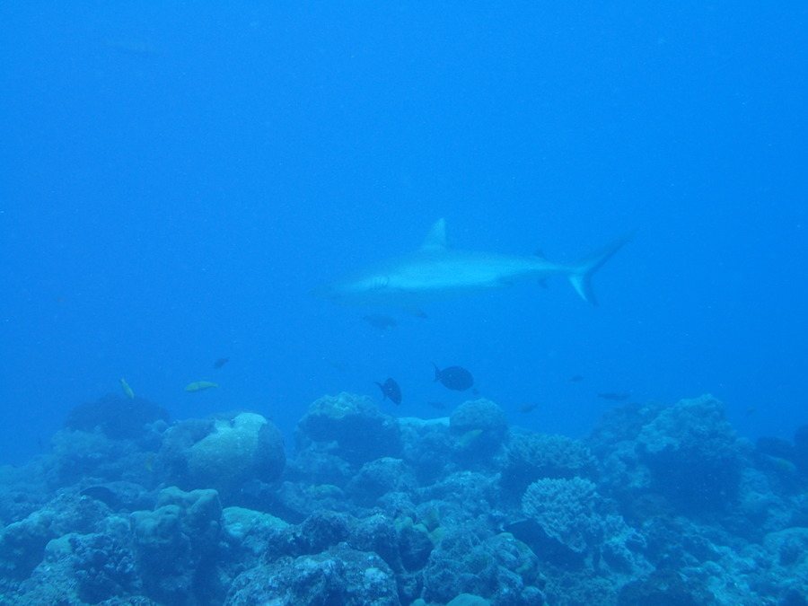 Requin gris de récif