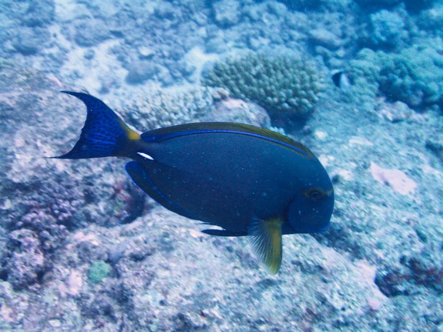 Acanthurus xanthopterus