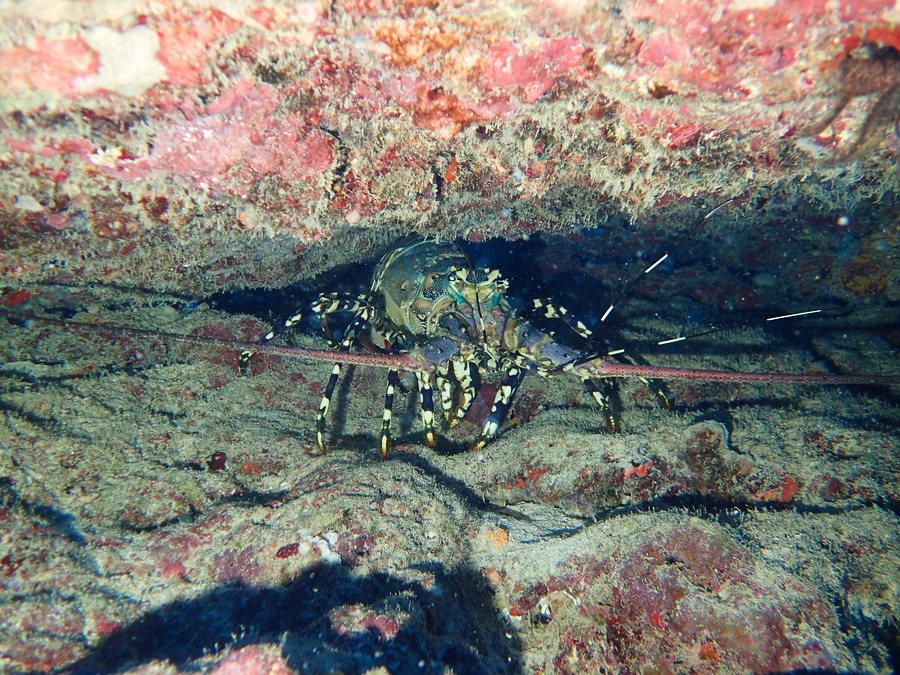 Langouste