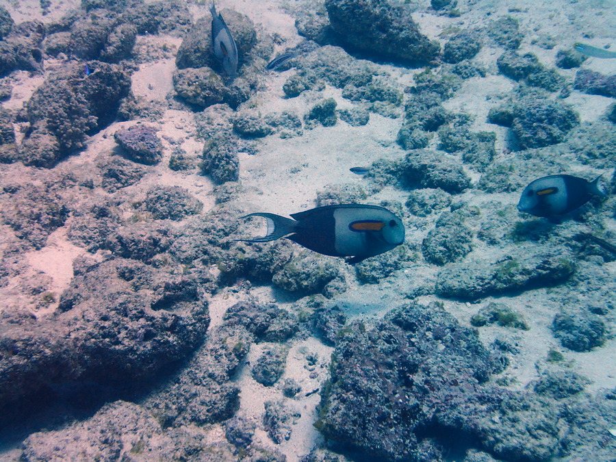 Acanthurus olivaceus
