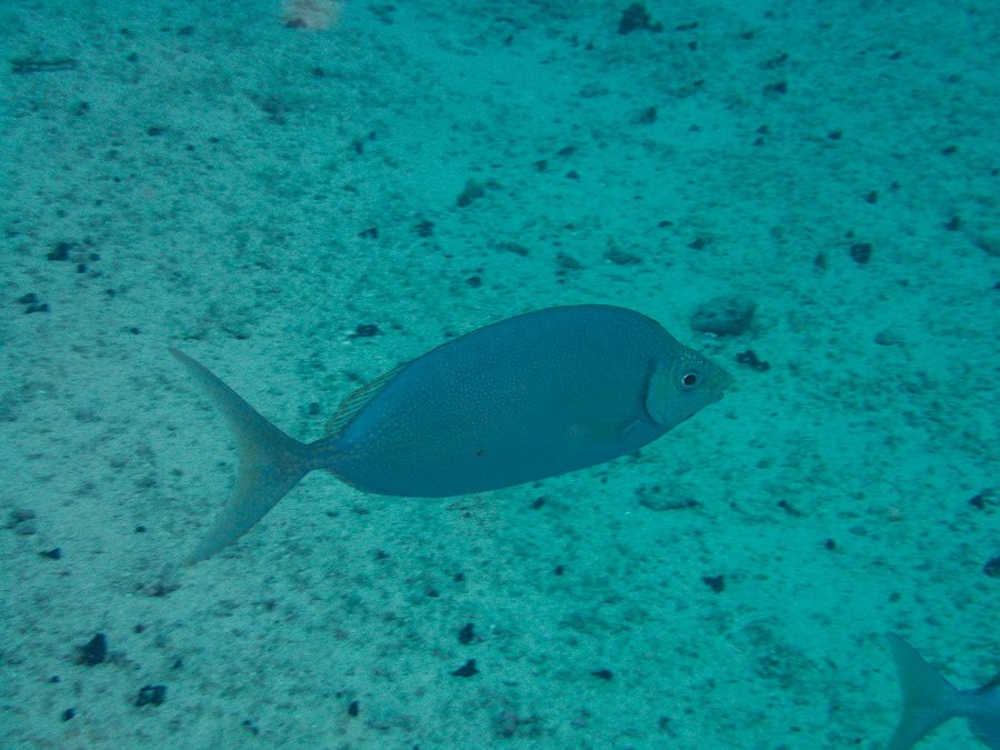 Siganus woodlandi