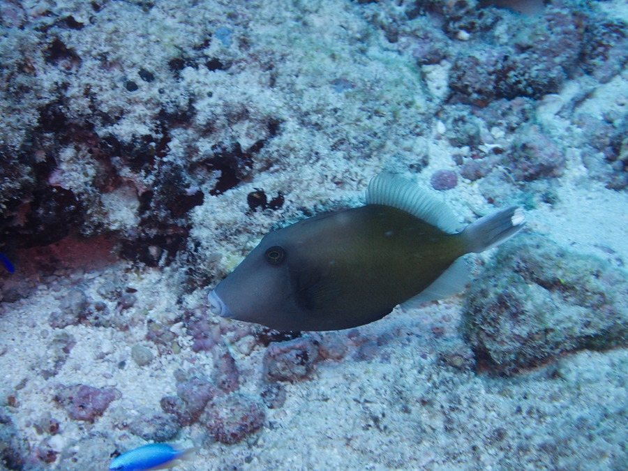 Cantherhines dumerilii
