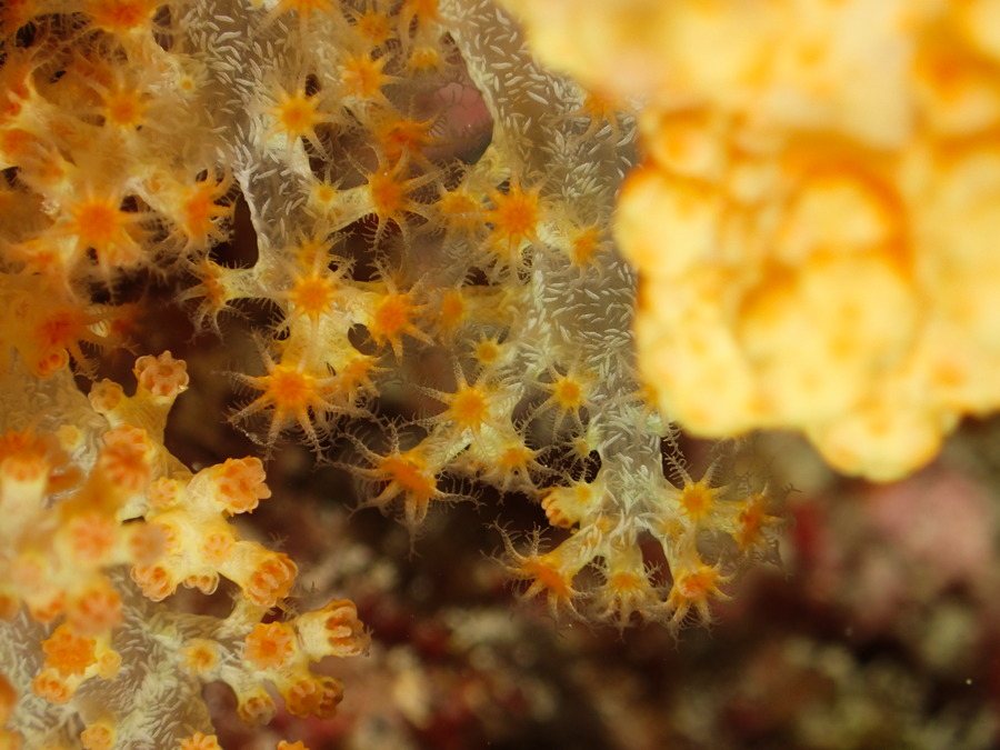 Dendronephthya sp.