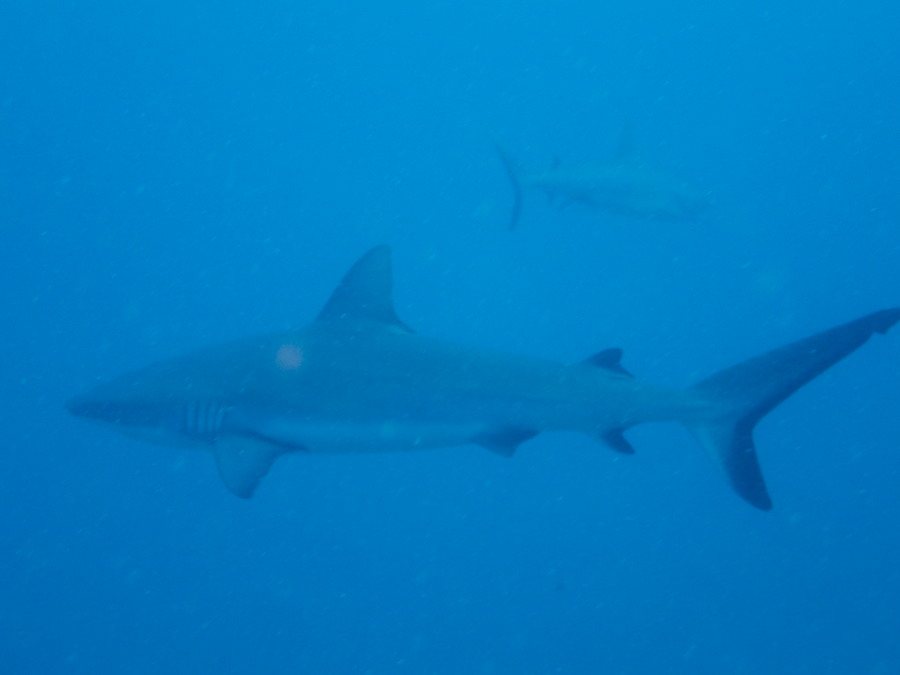 Requin gris de récif