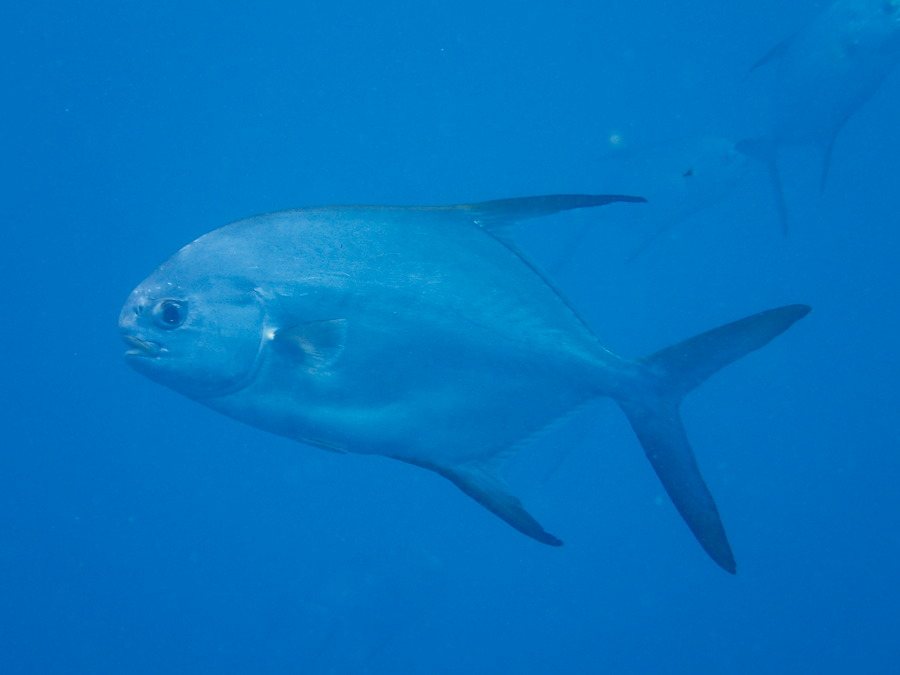 Trachinotus blochii