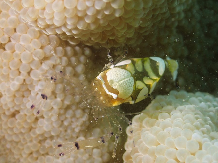 Periclimenes brevicarpalis