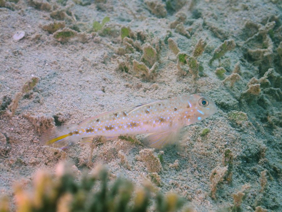 Oplopomus oplopomus