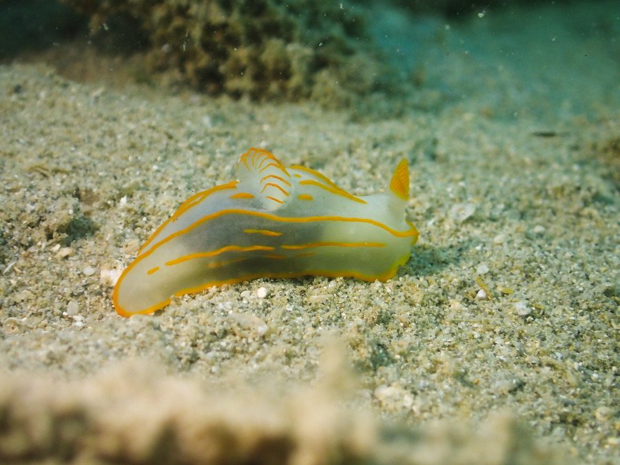 Gymnodoris striatum