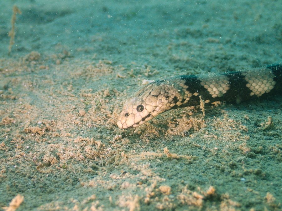 Hydrophis coggeri
