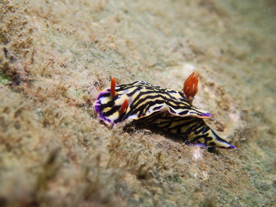 Hypselodoris maritima