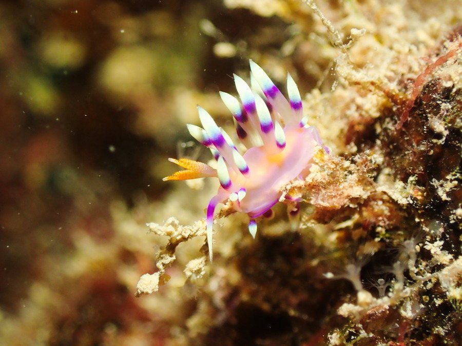 Flabellina exoptata
