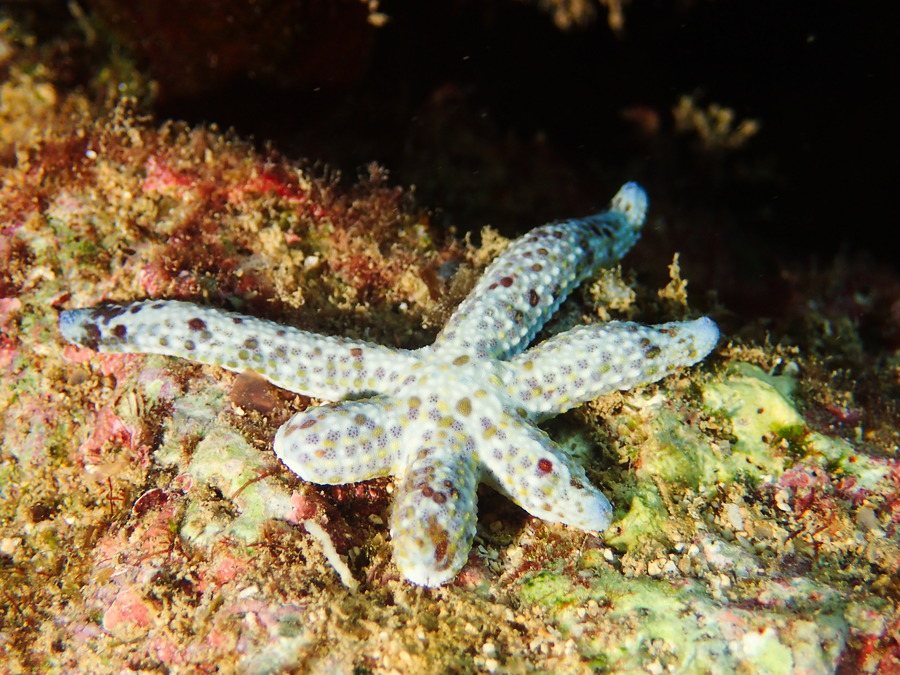 Linckia Multifora